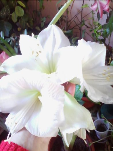 Picture 090 - amaryllis2014