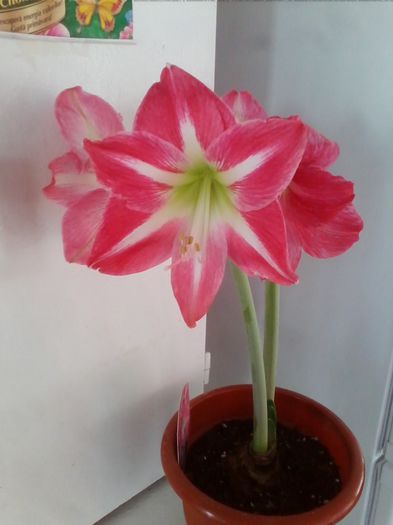 Picture 091 - amaryllis2014