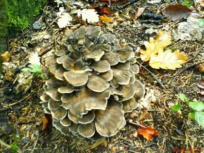 Maitake (ciuperca dansatoare); (Grifola frondosa) 
la baza stejarilor;intaresc imunitatea
