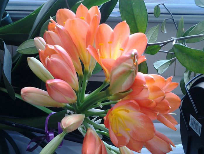 clivia - februarie 2014