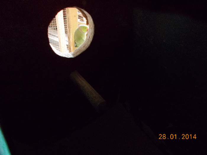 DSCN1435[1]; perechea 1masc verde fata galbena au depus oua
