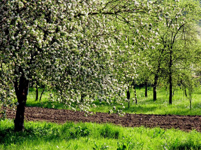 Fotosentimente_008_Satul primavara