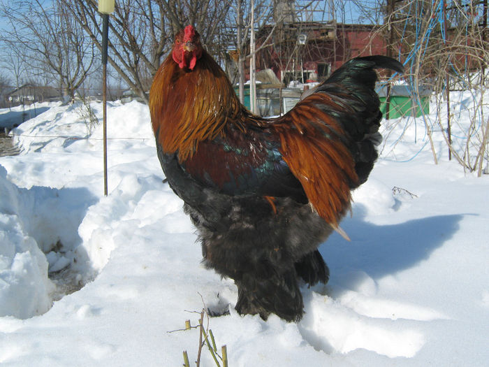 gaini 09.02.2013 118