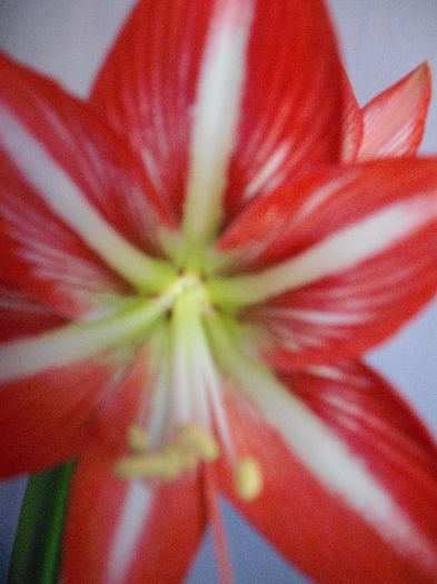 DSCF1825 - AMARYLLIS