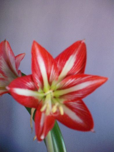 DSCF1823 - AMARYLLIS