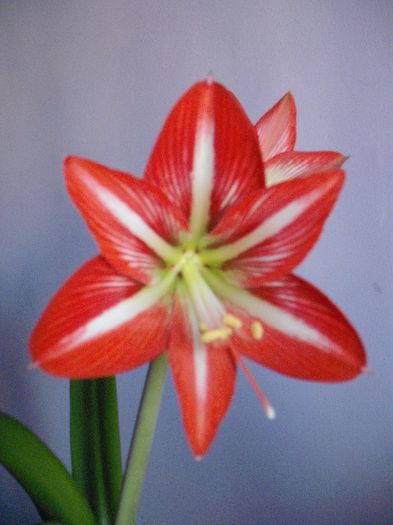 DSCF1828 - AMARYLLIS