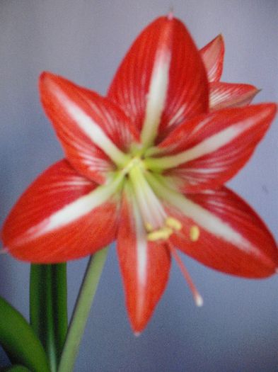 DSCF1830 - AMARYLLIS