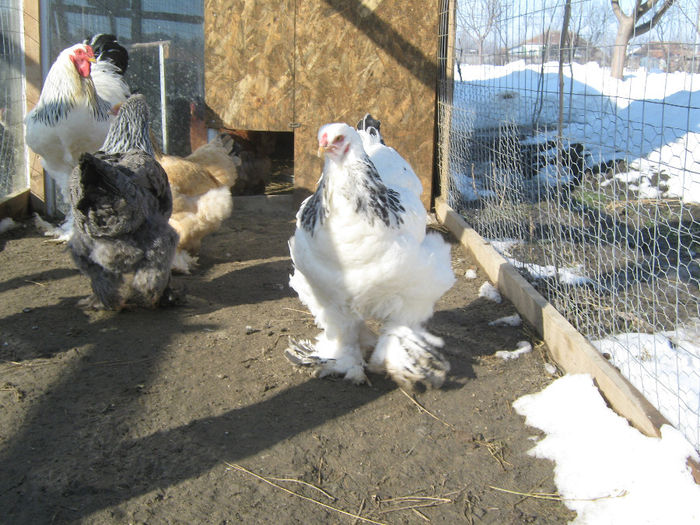 gaini 09.02.2013 021