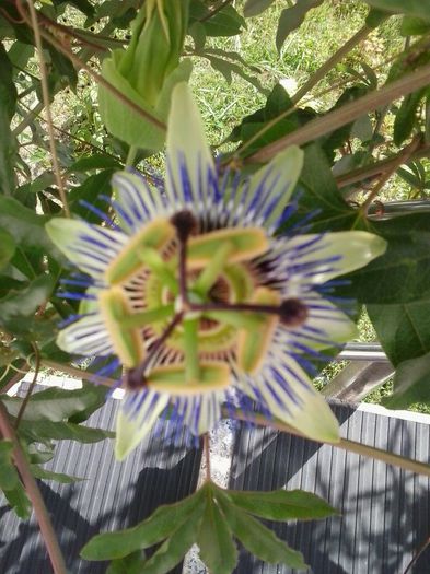 1 - passiflora 1 an