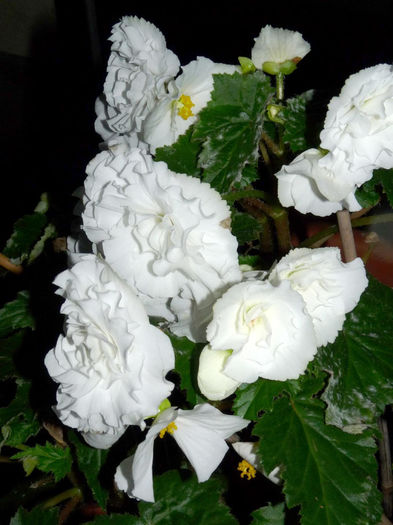 P1410591 - Begonia