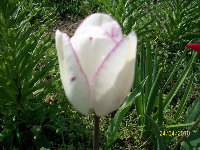 4 - lalele tara 2010