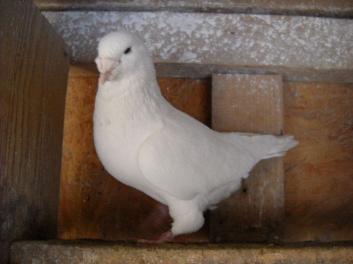 m 2009 - PORUMBEI STANDARD DIN 2014 vanduti