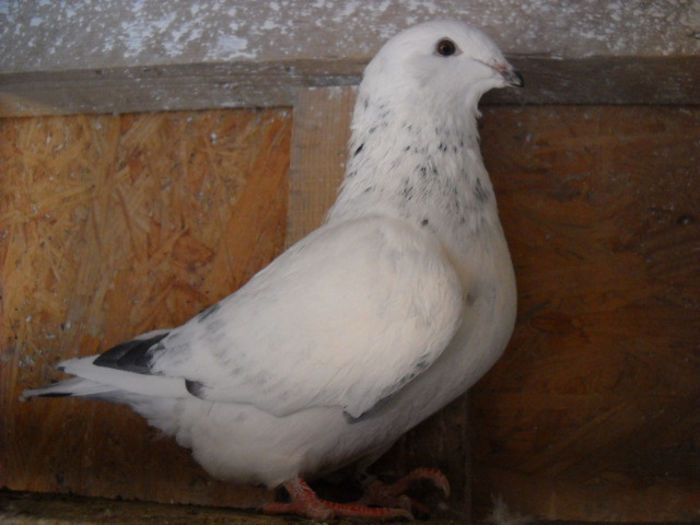 f 2013 - PORUMBEI STANDARD DIN 2014 vanduti