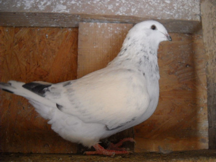 f 2013 - PORUMBEI STANDARD DIN 2014 vanduti