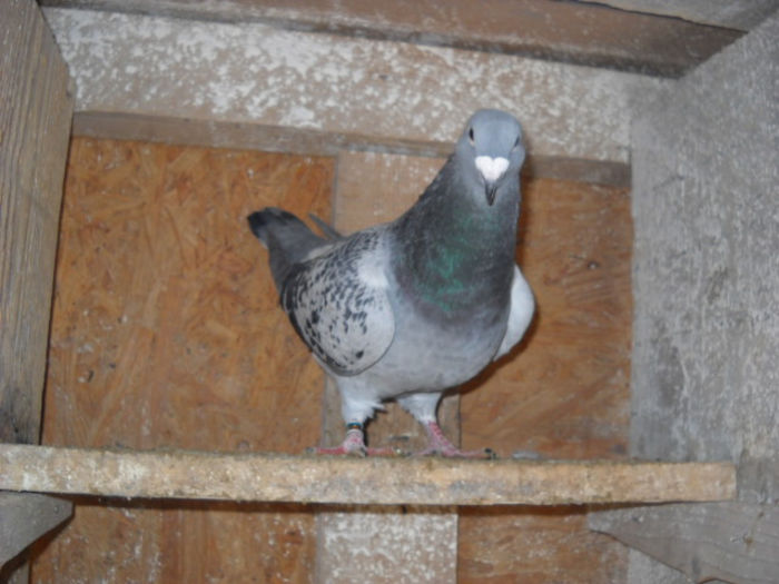 m 2013 - PORUMBEI STANDARD DIN 2014 vanduti