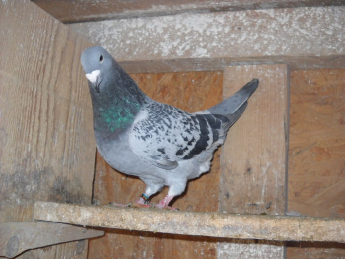 m 2013 - PORUMBEI STANDARD DIN 2014 vanduti