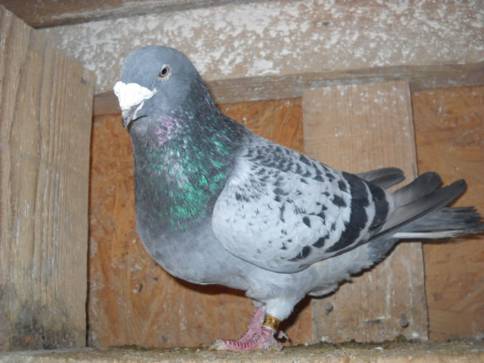 m 2006 - PORUMBEI STANDARD DIN 2014 vanduti