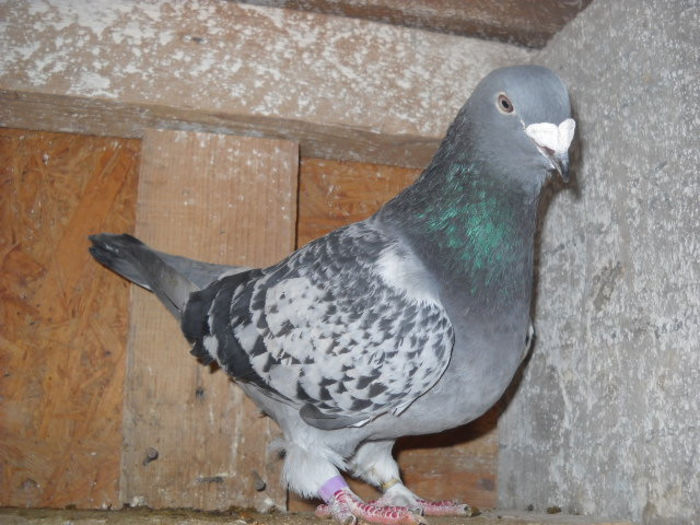 f 2008 - PORUMBEI STANDARD DIN 2014 vanduti