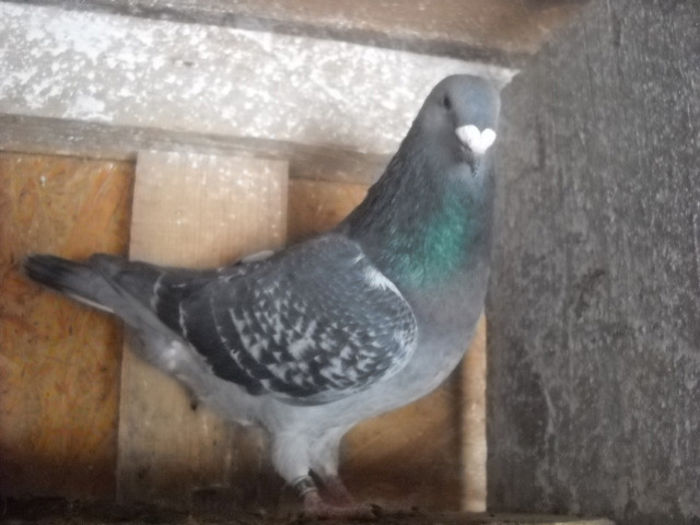 m 2013 - PORUMBEI STANDARD DIN 2014 vanduti