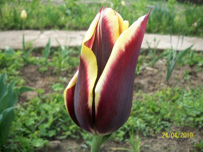 24 - lalele tara 2010