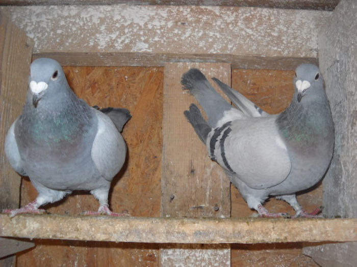 surori 2013 - PORUMBEI STANDARD DIN 2014 vanduti