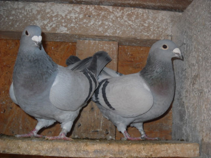 surori 2013 - PORUMBEI STANDARD DIN 2014 vanduti