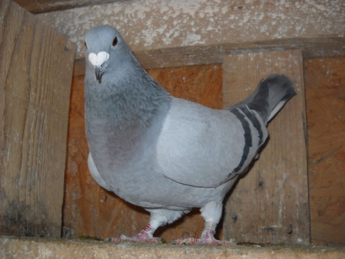 f 2013 1 - PORUMBEI STANDARD DIN 2014 vanduti