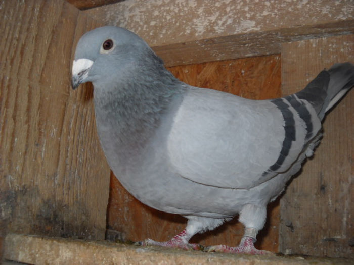 f 2013 1 - PORUMBEI STANDARD DIN 2014 vanduti