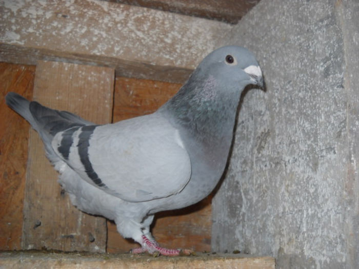 f 2013 1 - PORUMBEI STANDARD DIN 2014 vanduti