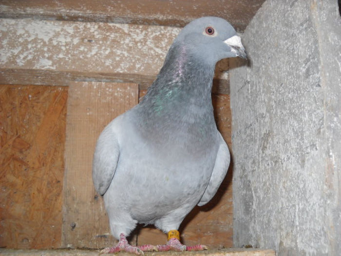 f 2012 - PORUMBEI STANDARD DIN 2014 vanduti