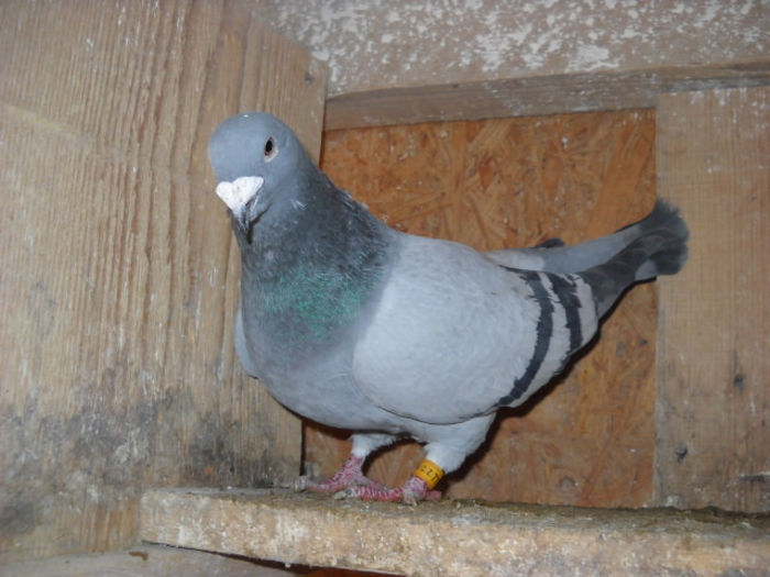 f 2012 - PORUMBEI STANDARD DIN 2014 vanduti