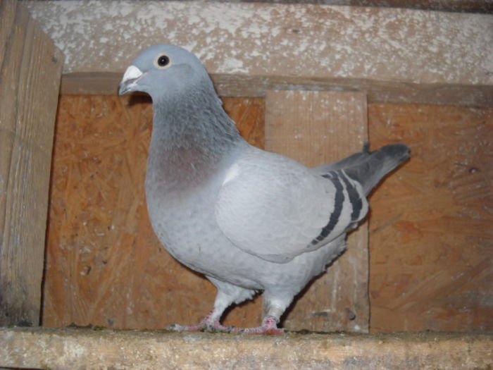 f 2013 - PORUMBEI STANDARD DIN 2014 vanduti