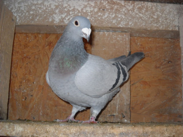 f 2013 - PORUMBEI STANDARD DIN 2014 vanduti