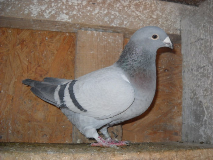 f 2013 - PORUMBEI STANDARD DIN 2014 vanduti