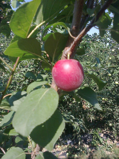 plumcot (mirabolano) - 6a- La sfarsit de iulie - 2013