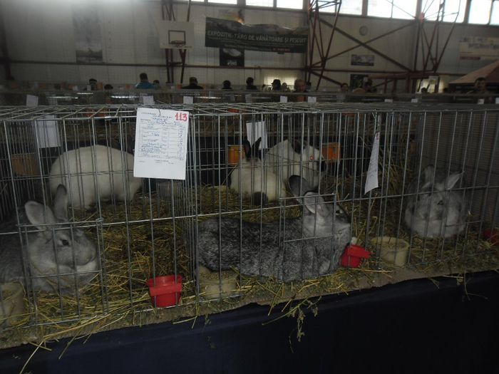 SAM_9421 - Expozitia de animale de blana porumbei pasari de curte pasari exotice GHERLA 7-9 FEB 2014