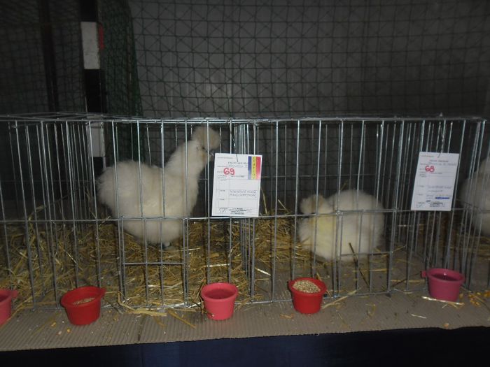 SAM_9416 - Expozitia de animale de blana porumbei pasari de curte pasari exotice GHERLA 7-9 FEB 2014