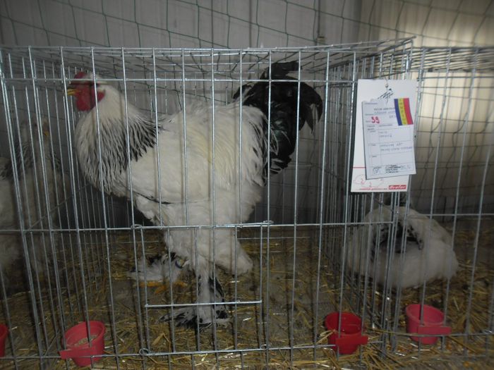 SAM_9410 - Expozitia de animale de blana porumbei pasari de curte pasari exotice GHERLA 7-9 FEB 2014