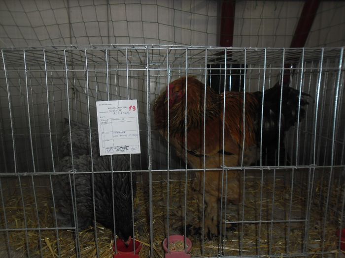 SAM_9408 - Expozitia de animale de blana porumbei pasari de curte pasari exotice GHERLA 7-9 FEB 2014