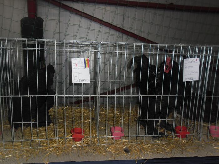 SAM_9406 - Expozitia de animale de blana porumbei pasari de curte pasari exotice GHERLA 7-9 FEB 2014