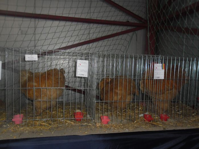 SAM_9405 - Expozitia de animale de blana porumbei pasari de curte pasari exotice GHERLA 7-9 FEB 2014