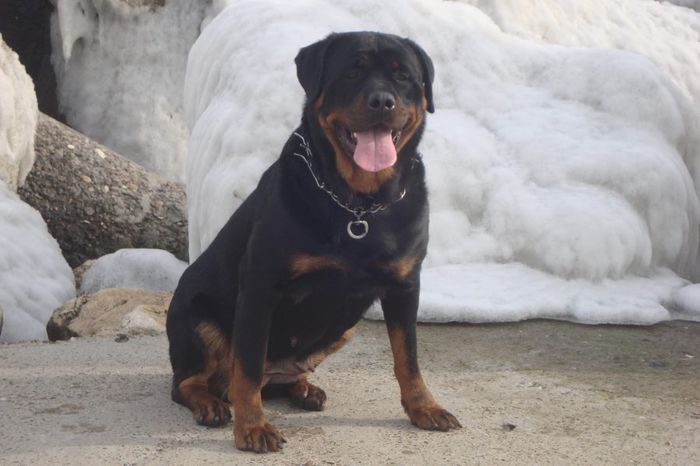 DSC04925 - rottweileri -- din cand in cand