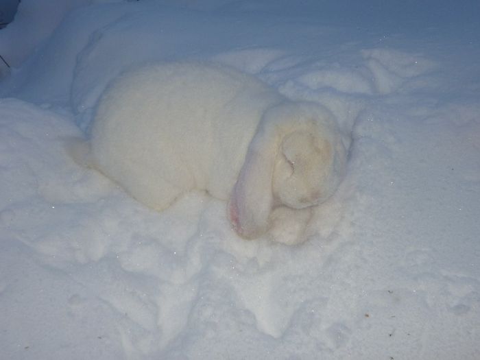 P1010797 - iepuri marele berbec alb