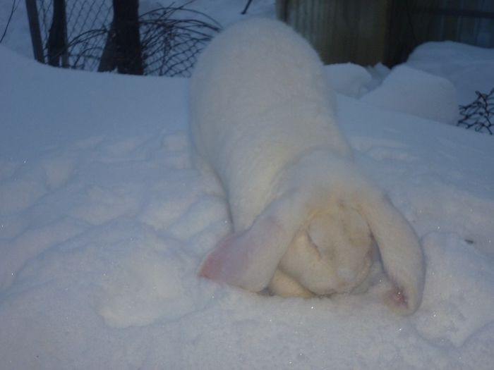 P1010798 - iepuri marele berbec alb