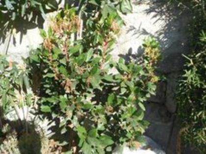 94868685_IDPFMOV3 - Arbust de fragute  arbutus unedo