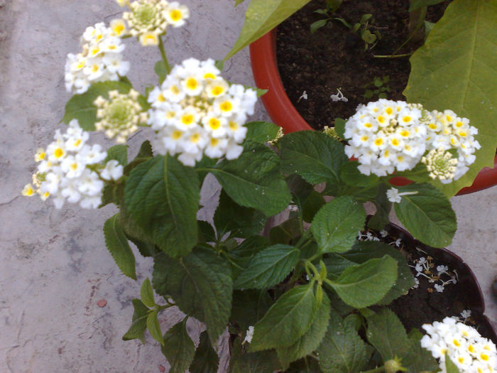 lantana alba