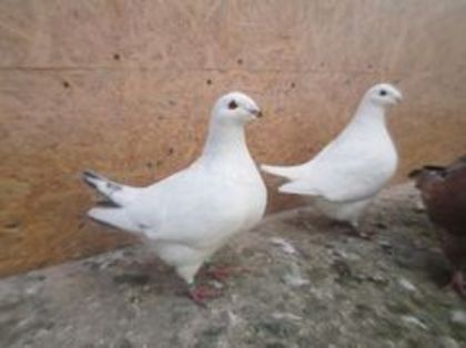 93996457_ZFXODJT3 f 2013