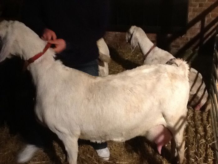 cea mai buna capra din ferma, 3, 5 litrii lapte la mulsoarea de dimineata