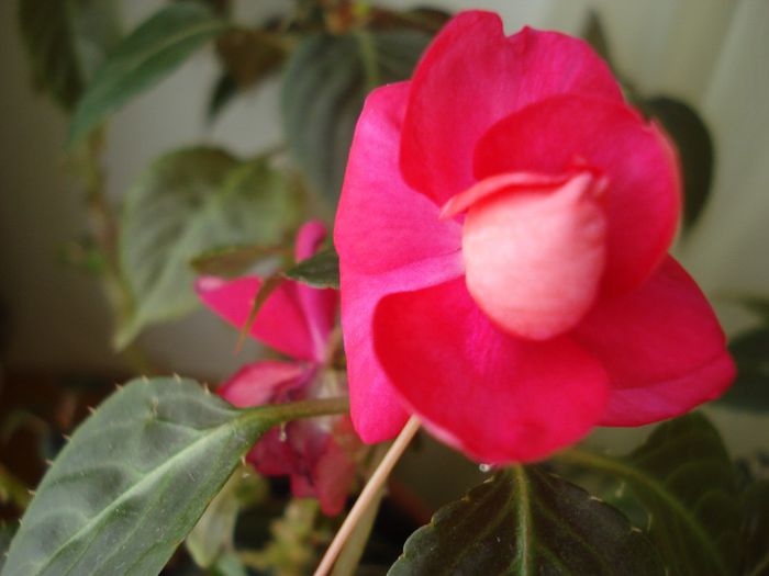 DSC06157 - Impatiens