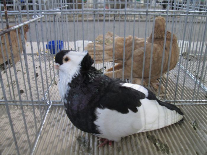 IMG_0730 - porumbei mei in expo odorheiu sec 2014